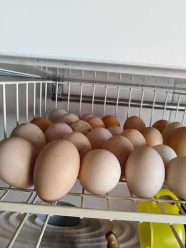 Птицы: Продаю яиц для инкубации от домашних смешанных пород