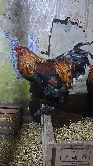 brama cuceleri: Brahma cinsindən nəhəng xoruz - Cins: Brahma (tükcüklü ayaqlar — 1