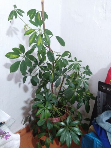 Другие комнатные растения: Шеффлера пестролистная. Красивое комнатное растение в активном росте