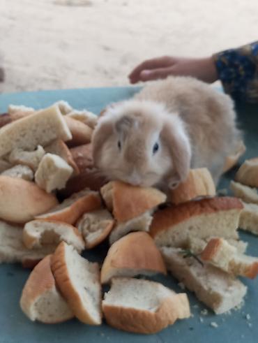 Dovşanlar: Holland Lop qulaqlı dekorativ dovşan balaları - Cins: Lop (sallanan — 8