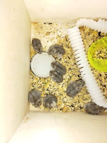 Akvarium aksessuar və ləvazimatları: Cırtdan hamstərlər, əsasən boz rəngdə olmaqla, ev heyvanı kimi təklif