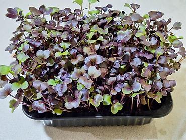 Микрозелень: Микрозелень и молодые травы в кассетах - Ассортимент: микрозелень — 33