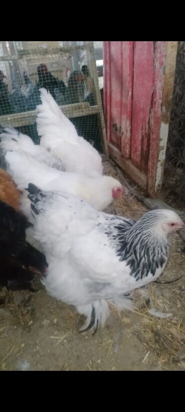 Cücələr: Toyuq cücələri, Damazlıq — 21