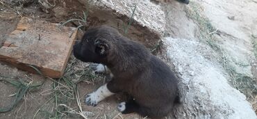 ağ itlər: 1 ay, Erkek, Ünvandan götürmə