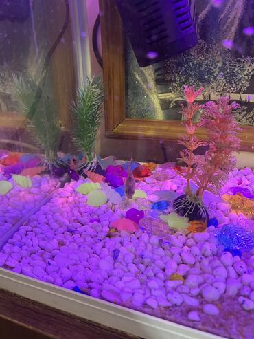 Akvariumlar: Akvaryum komplekti İçində 2 ədəd pilesos balıqla birlikdə satılır — 6