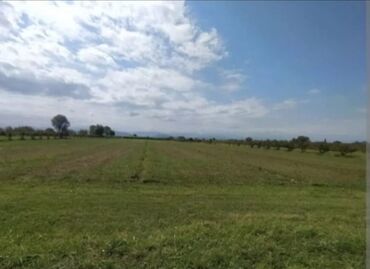 Torpaq sahələrinin satışı: Kənd təsərrüfatı -da lalafo.az — 11 Torpaq sahələrinin satışı: Kənd təsərrüfatı — 11