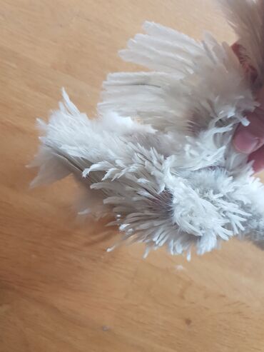 Toyuqlar: Toyuq, Yumurtalıq, Ünvandan götürmə — 13