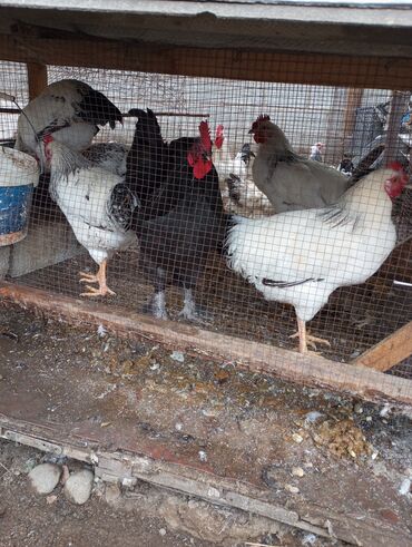 продаю кролик: Продаю | Петух | Для разведения