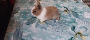 Dovşanlar: 🟠 Ev dovşanı balalarına super endirim kampaniyası. müvəqqəti olaraq 50 — 13