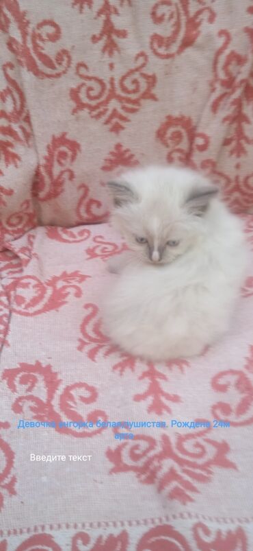 Отдам даром кошку: Кошка даром: Скотиш Страйт (Шотландская прямоухая), 2 месяца, Мальчик, Приучена к лотку