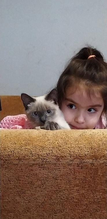 котята баку: Срочно! Всего 2 котенка. Продаются чистокровные Тайские котята — 3