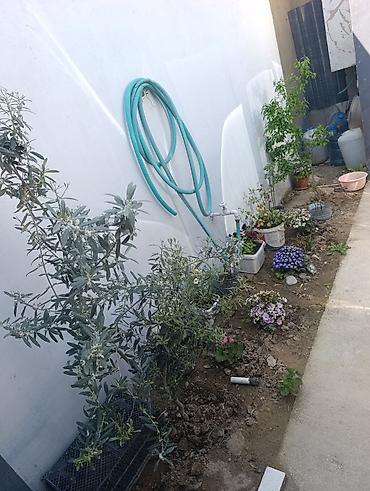 Həyət evləri və villaların satışı: 4 otaqlı, 68 kv. m, Kredit yoxdur, Yeni təmirli -da lalafo.az — 25 Həyət evləri və villaların satışı: 4 otaqlı, 68 kv. m, Kredit yoxdur, Yeni təmirli — 25