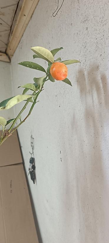 Лимоны: Продаю сортовые цитрусовые растения - ГРЕЙПФРУТ ДУНКАН 130см высота — 8