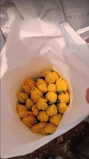 где купить луковицы тюльпанов: Семена и саженцы Тюльпанов, Роз, Самовывоз, Платная доставка