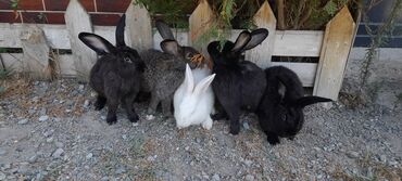 Dovşanlar: İri sort dovşanlar satilir! orta çəkili dovşanlar 15 azn, ağir çəkili -da lalafo.az — 14 Dovşanlar: İri sort dovşanlar satilir! orta çəkili dovşanlar 15 azn, ağir çəkili — 14