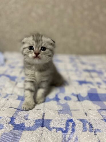 котята шотландские вислоухие купить: Шотландские вислоухие котята (Scottish Fold) - Порода: шотландская