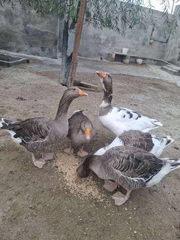 Qazlar: Yerli qaz alesi satlir 4 ana qaz 1 erkeg 6 dende balsi 1 ay olar bala — 10