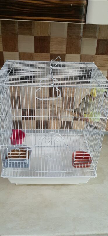 принадлежности для собак: Korella tutuquşusu və qəfəs komplekt birlikde satilir. Erkek baladi