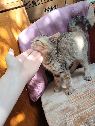 кошка купить: Кошка даром: Беспородная, 2 месяца, Девочка, Приучена к лотку — 6