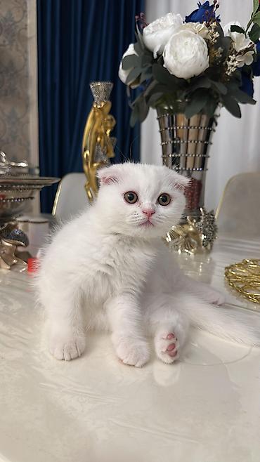 Pişiklər: Britan — 14