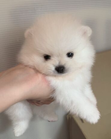 pomeranian spitz qiymeti: Шпиц, 2 месяца, Самец