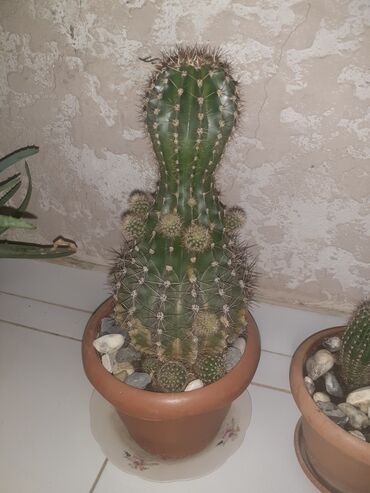 cut bitkisi: Kaktus
