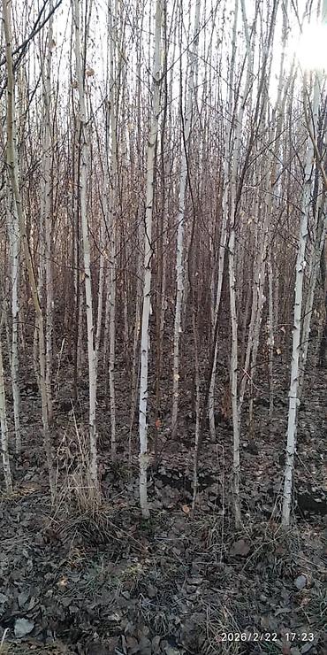 Декоративные деревья: Саженцы деревьев: Берёзы — 9