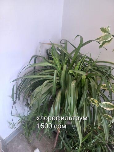 Другие комнатные растения: Продаю расстения и кактусы