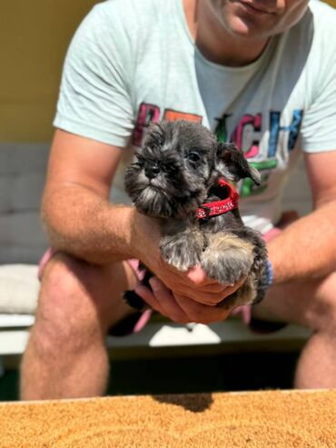 Psi: Odgajivacnica Pet house nudi prelepe stence Patuljastog snaucera Biber — 13