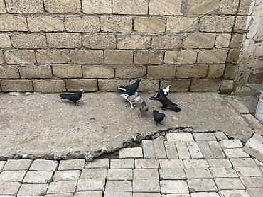 Göyərçinlər: 8 ədəd qara əbreş ağ qənəd falan 4 manatdan 8 ədəddir 2ədəd kəmərilər -da lalafo.az — 8 Göyərçinlər: 8 ədəd qara əbreş ağ qənəd falan 4 manatdan 8 ədəddir 2ədəd kəmərilər — 8