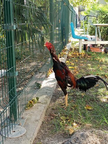 купить щенка кане корсо: 11aylik becedi söz ola bilməz heyvana atası yapon anası Brazildi
