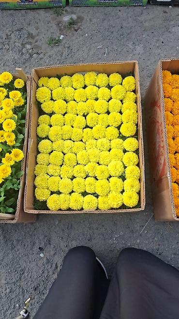 Другие садовые цветы и кустарники: Только оптом.По штучно не звонить.Рассада однолетних цветов для клумб — 17