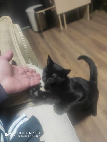 Pişiklər: Erkək, Cütləşmə üçün — 1