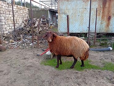 bogaz keci: Salam. iki qarın doğmuş cins qoyun və bir illik erkək toğlu satılır — 9