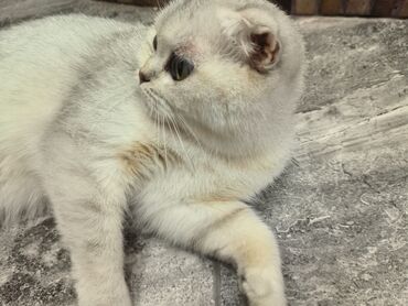 Pişiklər: Şotland yastı qulaq, Dişi, Yaxşı əllərə — 6