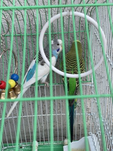 Птицы: Волнистые попугай продается 
Арзан баада клеткасы менен