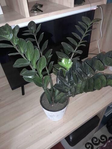 лимон домашний: Замиокулькас (Zamioculcas zamiifolia) в горшке - Домашнее