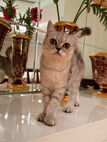 шотландские котята в добрые руки: Şotland, Dişi