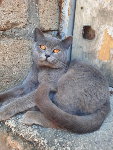 немецкие овчарки купить: Boz rəngli pişik - Rəng: tünd boz, bərabər tonlu - Gözlər: parlaq