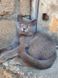 gence heyvanlar: Britan, Erkək, Yaxşı əllərə, Pulsuz çatdırılma