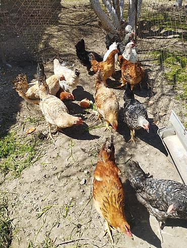 Xoruzlar: Xoruz, il: <1, Ünvandan götürmə — 4