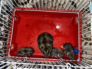 Qəfəslər: 1 ədəd ana hamster 3 ədəd bala hamster 2 kletka biri böyük biri — 9