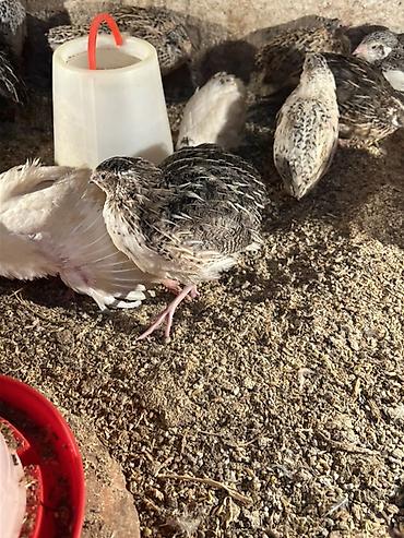 Другие с/х животные: Перепела разных окрасов для домашнего хозяйства Перепелки живые: 2х — 12