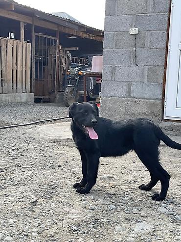 Отдам даром собаку: Собака даром: 3 месяца, Самка — 8