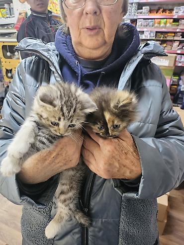 Кошки: Котята ищут дом Примерный возраст: около 1–1,5 месяцев к лотку — 1