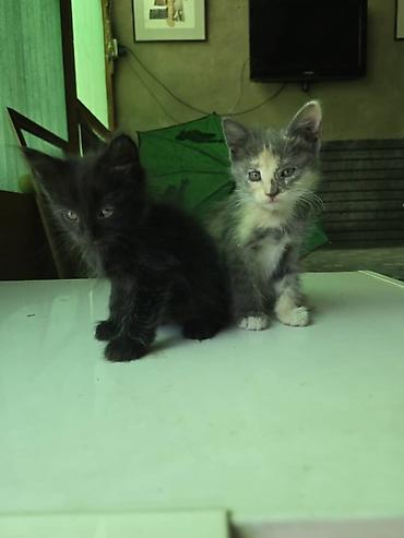 собака такса щенок: Котята даром, в добрые руки — 1