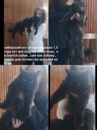 шотландская вислоухая голубая кошка: Мейнкун котята подростки мальчики продам только любящим хозяевам
