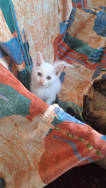 белый кошка: Котята домашние, ручные. - Окрас: два белоснежных и два тигровых — 8