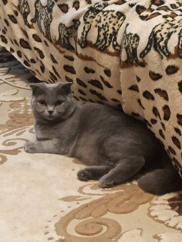 scotish fold: Scottish Fold . Dişidir cütləşdirmək üçün narahat edin