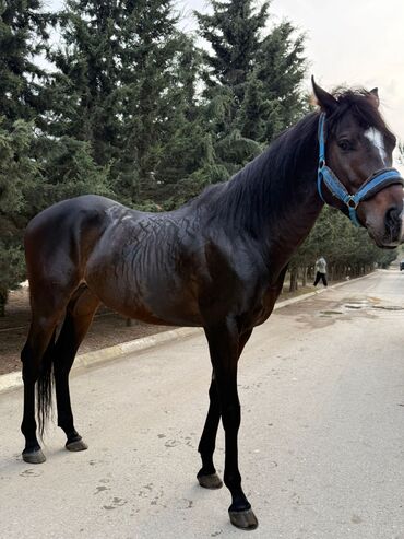 Atlar: Erkək, il: 5, Ünvandan götürmə — 4